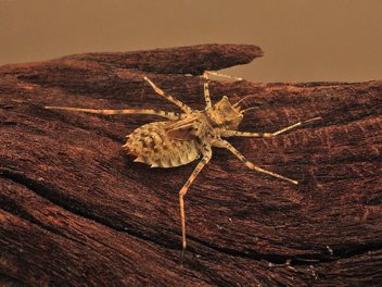 Didymops transversa, nymph